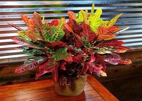 40+ Best Indoor Plants in India – Abana Homes