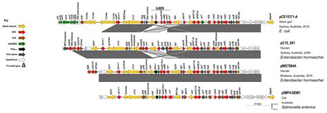 Epidemic HI2 Plasmids Mobilising the Carbapenemase Gene blaIMP-4 in ...
