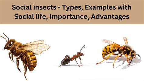 Growth and Metamorphosis in Insects - Biology Notes Online