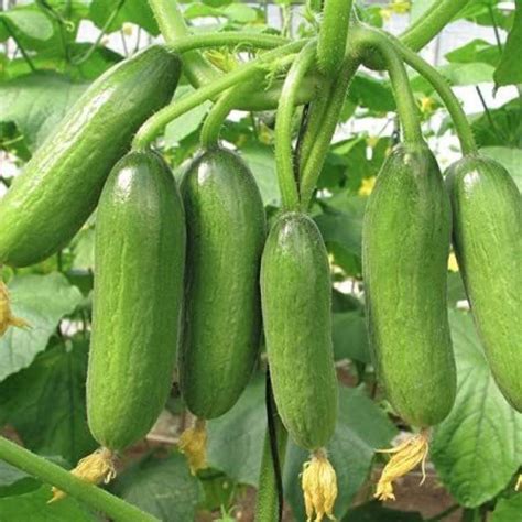 Profound Cucumber Seed, Hybrid Khira Summer Vegetable 100+ seeds Seed ...