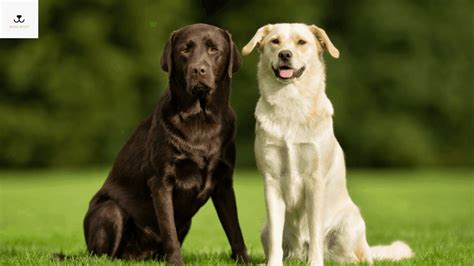 Average Lifespan of Labrador | Labrador Retriever Life Span