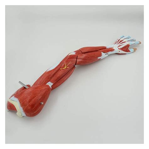 Rexgel Educational Model Upper Limb Muscle Model Human Muscle Model ...