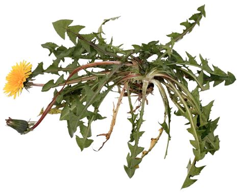 Why many gardeners welcome dandelions, or at least learn to live with ...