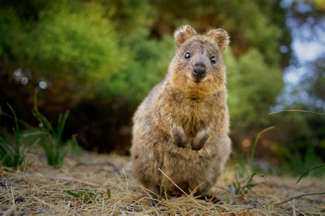 Chi è il quokka e perché è considerato l'animale più felice del mondo