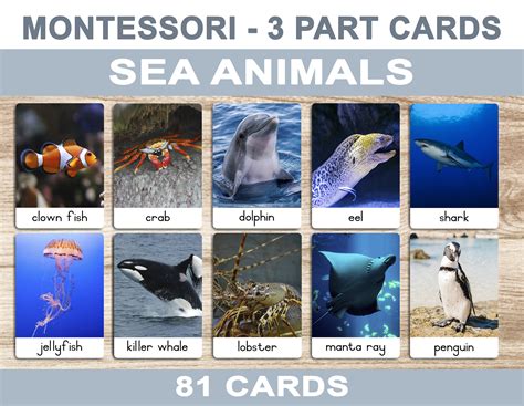 Terrifying Sea Creatures Flash Cards 的图像结果