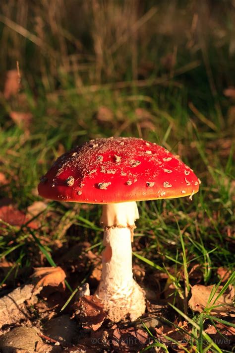 Image result for Mushroom Huge Dataset Classification Python