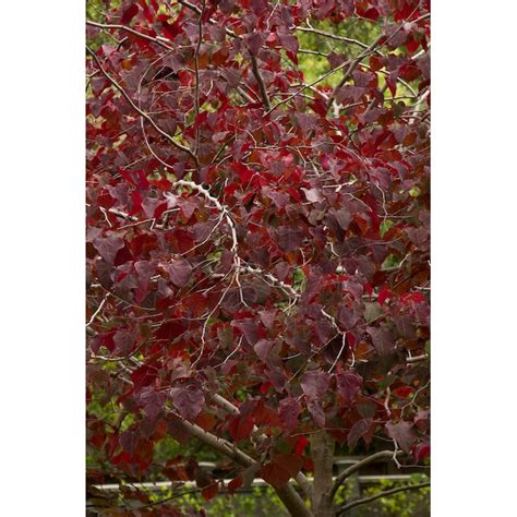 Monrovia 3.58-Gallon (s) Pink Feature Forest Pansy Redbud In Pot (With ...