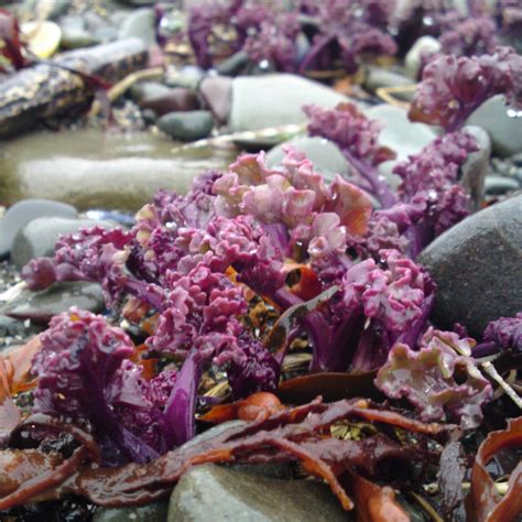Sea Kale – identification, edibility, distribution, ecology ...