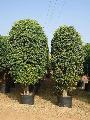 Best Ficus Benjamina Plant Trees Nurseries Near To Me Kadiyam India ...