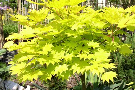 14 Varieties of Japanese Maple Trees With Great Foliage