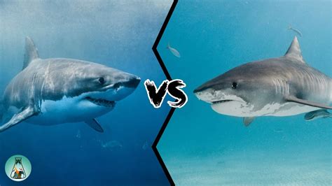 Megalodon Shark Vs Great White Shark