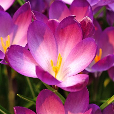 Rezultat imagine pentru Crocus Planting Guide