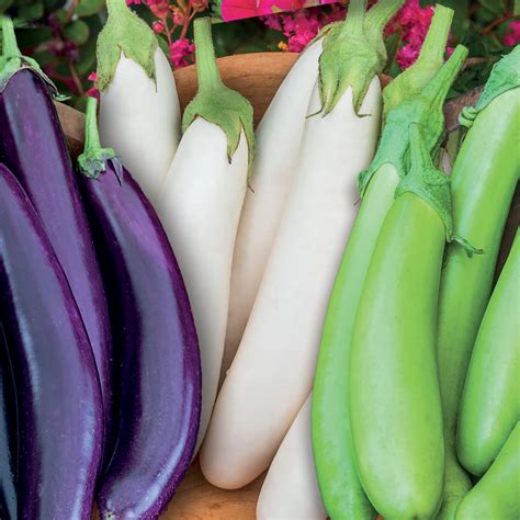 Unwins Aubergine Knight F1 Trio Seeds - Vegetables – Unwins UK