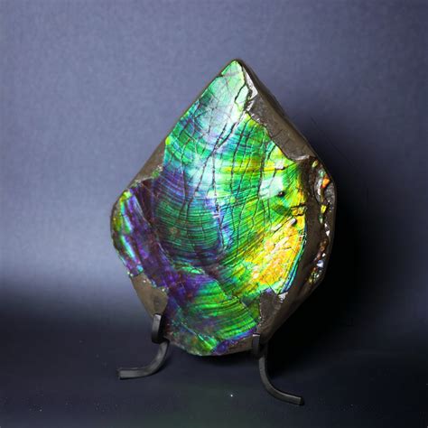 Image result for Rarest Fossils