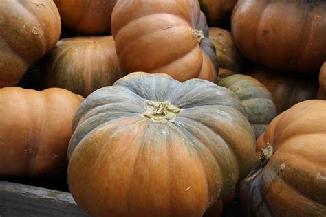 Pumpkin/KADDU/POOSANIKAI Seeds 10 Seeds : Amazon.in: Garden & Outdoors