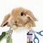 Image result for Rabbit Nail Clippers