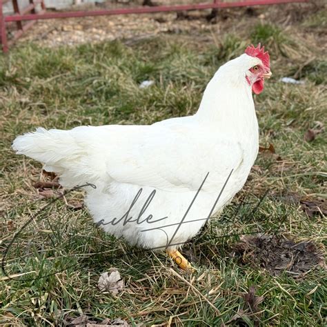 Road Island White Chickens Some Of Our Rhode Island White...