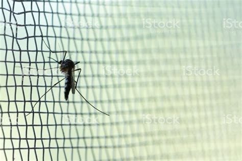 Image result for GI Insect Screen