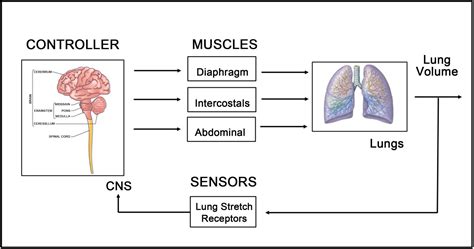 Infant's Sigh Breathing Matters—The Role of the Hering-Breuer Deflation ...