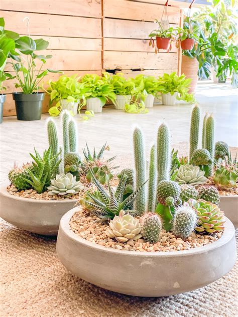 Cactus Planter Outdoor at Zoe Oatley blog