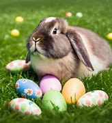 Image result for American Fuzzy LOL Rabbit