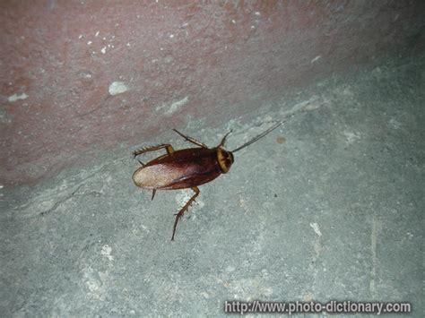 Cockroach Definition 的图像结果