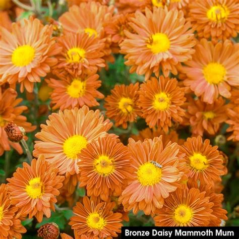 Direct Gardening Bronze Daisy Mammoth Mum Chrysanthemum Dormant Bare ...