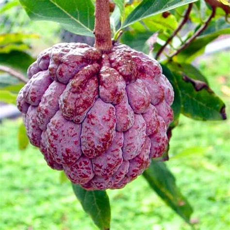 Custard Apple, "Red" Sitaphal (Annona Squamosa) - Plant – Lalit Enterprise