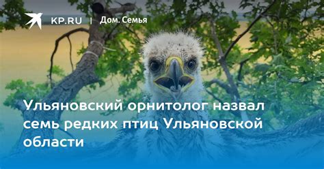Ульяновский орнитолог назвал семь редких птиц Ульяновской области - KP.RU