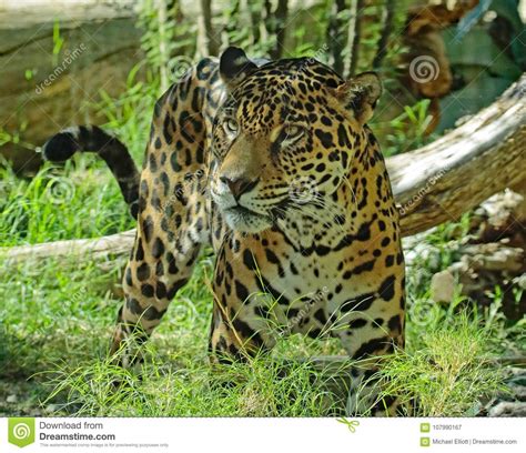 Jaguar stock afbeelding. Afbeelding bestaande uit jager - 107990167