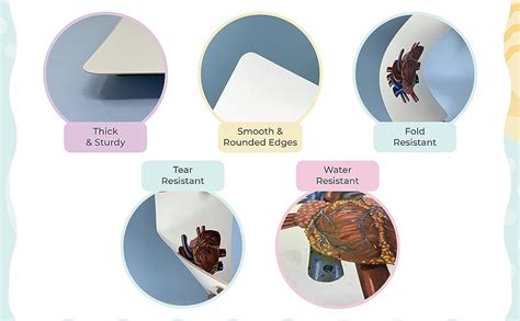 Buy Brainsmith Artboard Human Body - Educational Flashcard Set ...