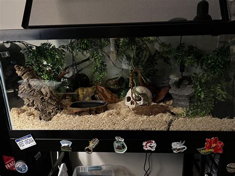 Arizona the Corn Snake's new Enclosure; tips, observations, and ...