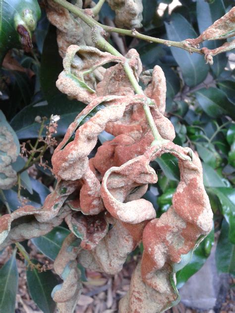 Image result for Lychee Tree Problems