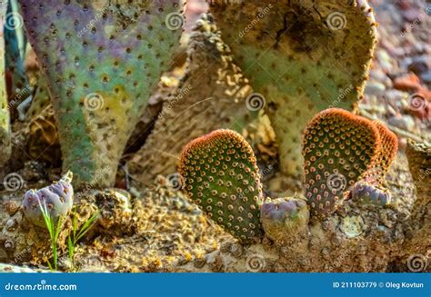 Flowering Cactus Plants Beavertail Prickly Pear Opuntia Basilaris, Utha ...