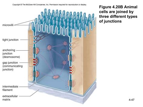 Ch 4 structure and function of cells | PPT