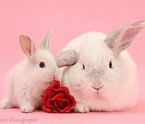 Image result for Free Baby Rabbits