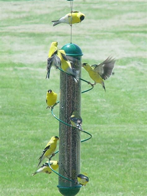 Bird Feeders For Yellow Finches at Maggie Lee blog
