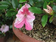 fiori azalee fiori di azalea fiori azalee fiori di azalea