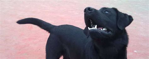 梦见大黑狗是什么含义 梦见大黑狗寓意_知秀网