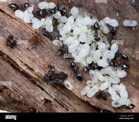 Acrobat Ants (Crematogaster) with larvae and pupae, near Bear Mountain ...