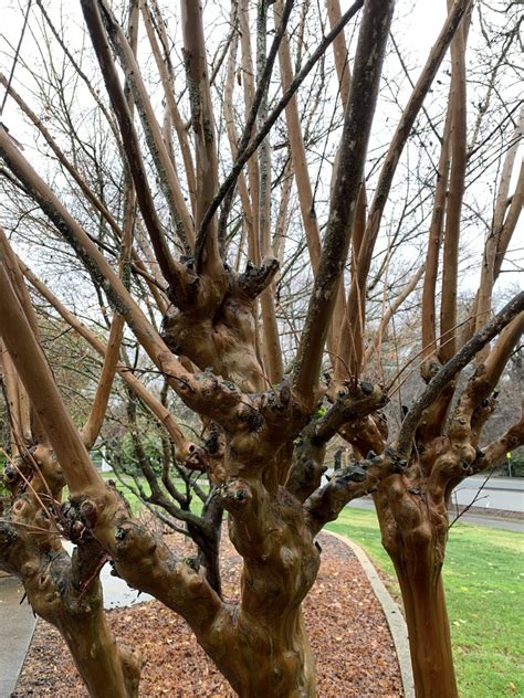 Image result for Pruning Crape Myrtle Tree