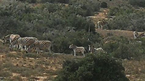 ADDO ELEPHANT NATIONAL PARK - SAFARI TENT - Cottage Reviews & Photos ...