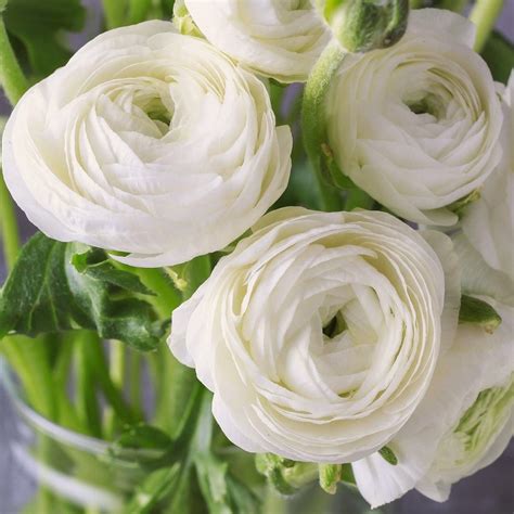 Are Ranunculus Flowers Poisonous at Isabella Lansell blog