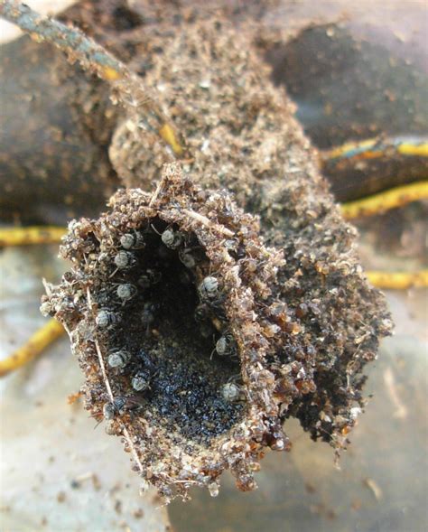 Meet the Vulture Bee: Nature’s Buzzing Butcher – Insect Hive