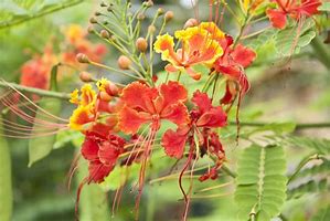 Image result for Poinciana