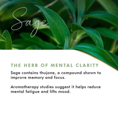 Sage & Cedarwood - Soothing Bath & Shower Gel – Squish Town Private Limited