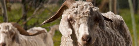 Information about goats - FOUR PAWS International - Animal Welfare ...