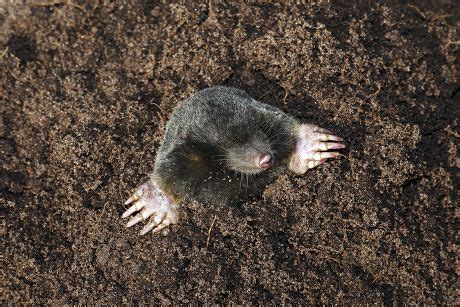 Image result for Mole Problem Solving