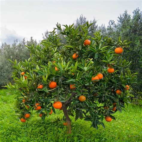 Washington Navel orange Plant|Buy Washington Navel orange plant ...