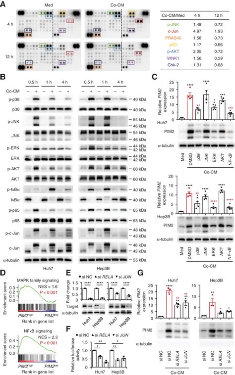 Image result for PIM2
